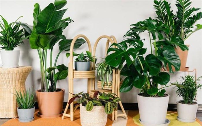 Nhưng cây mang lại may mắn cho gia chủ